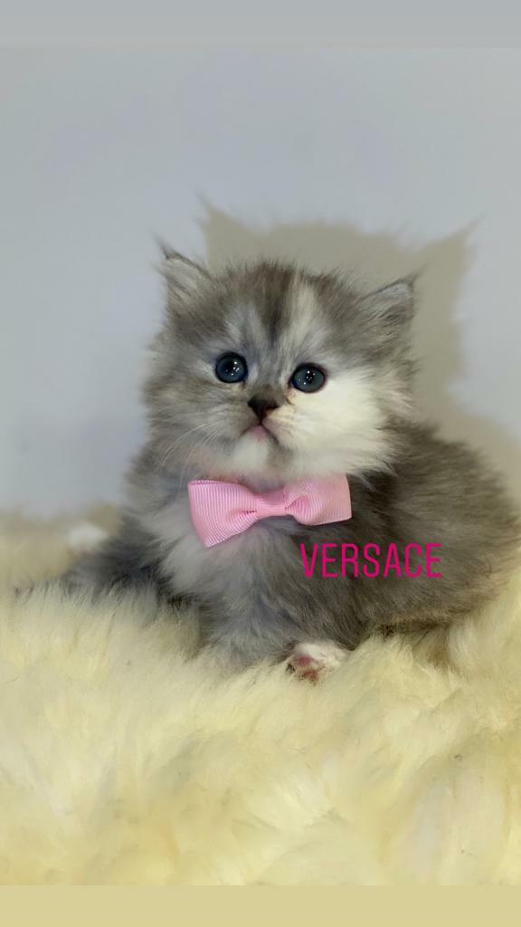 persian cats for sale gumtree